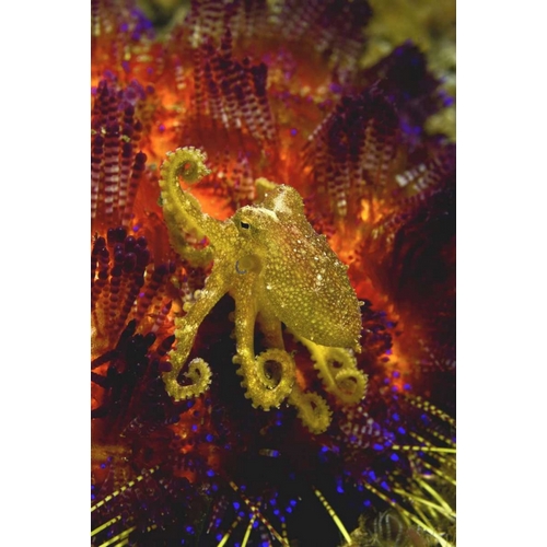 Indonesia, Pantar Island Small yellow octopus